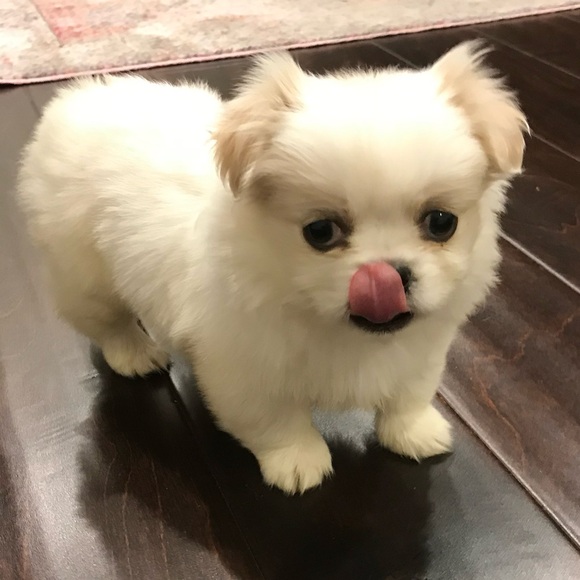 Meet the Posher Other - Meet your Posher ❤️